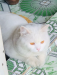White pure persian male cat